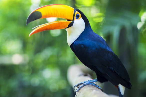 Local wildlife – a toucan.