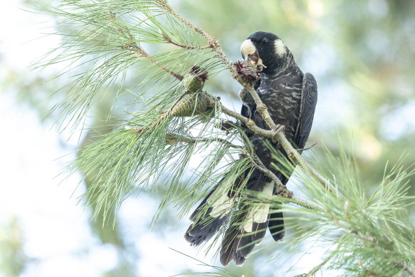 A Carnaby’s black cockatoo, a threatened species endemic to southwestern Western Australia, in Perth.