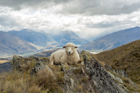 New Zealand-ish is a language of charm and versatility.