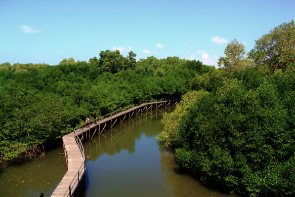 Tourists can now help rejuvenate Bali’s mangroves.