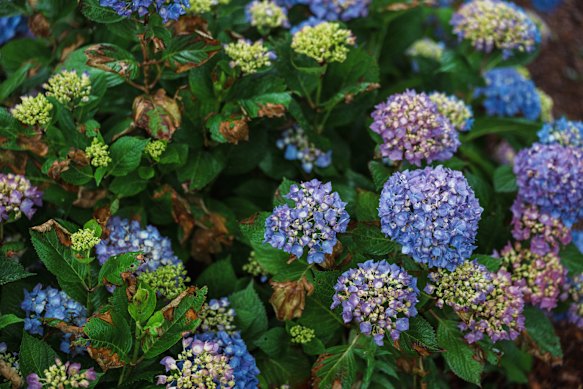 Extreme weather can leave your garden looking far less lovely than in years past.