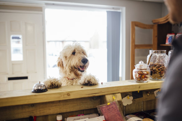 Demand for pet-friendly hotels in Australia has risen, thanks to the pandemic and fewer people travelling overseas.  