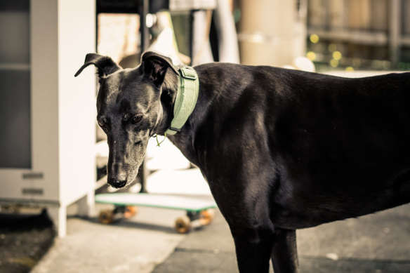 More than 3000 greyhounds died in 2023.