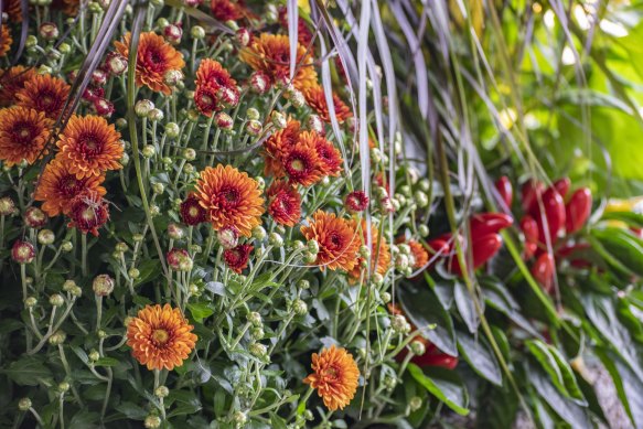 Calendula seeds can be sown for early spring flowers.