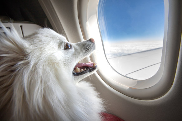 Prefers the window seat – how will Virgin and the airports handle flying pets?