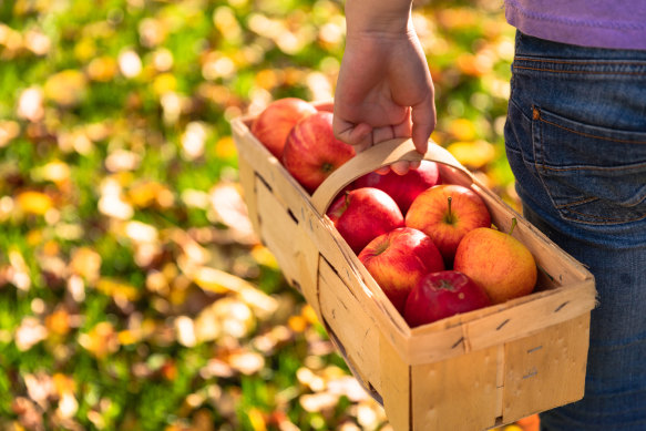 Apple growers are concerned about looming competition from US growers.