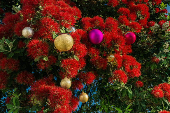 Pohutukawa’s bright red blooms have seen it become the Kiwi version of a Christmas tree.