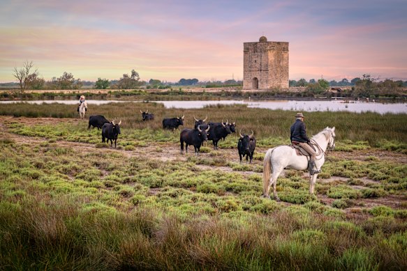 A traditional ranch with cattle-herding gardiens (cowboys).