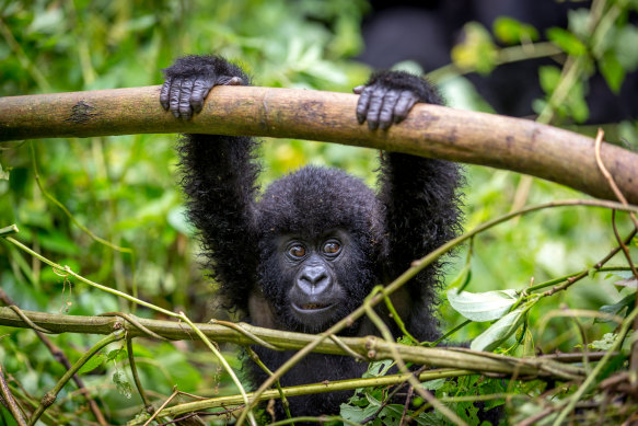 Gorilla tracking here is one of the world’s great wildlife adventures.