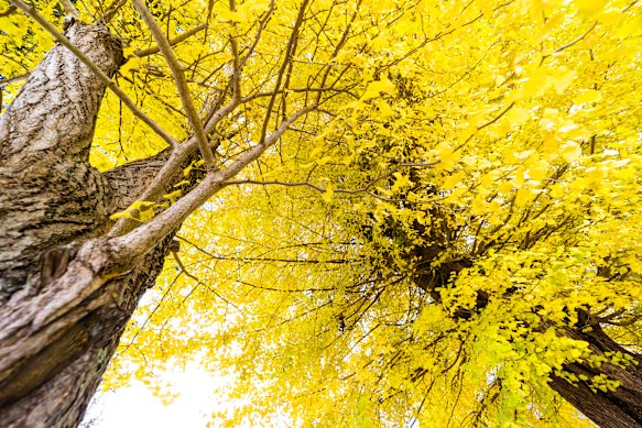 Ginkgo trees … Japan’s parks are transformed in autumn.