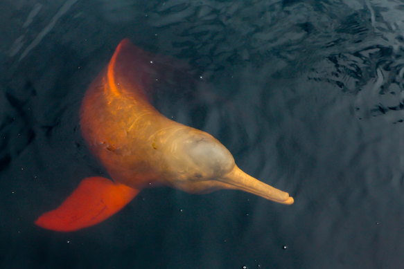 A rare pink dolphin “boto cor de rosa” swimming on the Negro River in the Brazilian Amazon. 