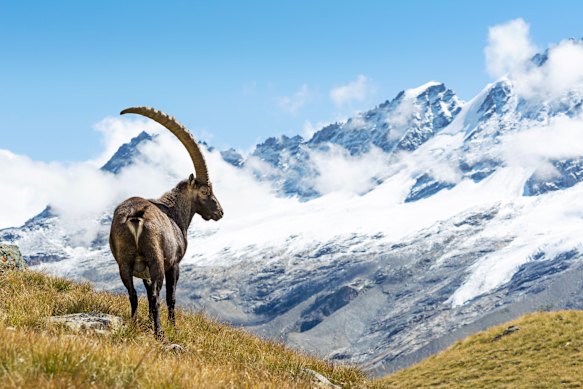 An alpine ibex in the mountains above Aosta.
