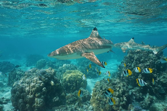 Don’t miss the chance to go snorkelling with (small) sharks in French Polynesia.