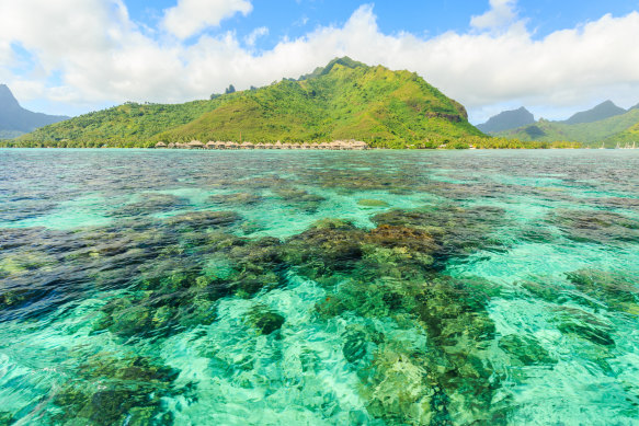 The pearls are grown in turquoise lagoons in the middle of the South Pacific.