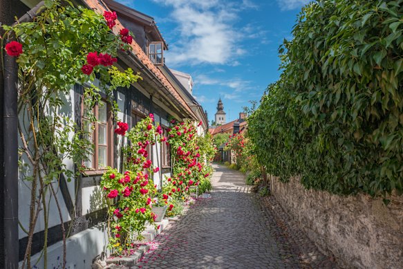 Roses grow in one of Visby’s medieval alleys in Gotland.