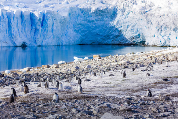 Thinning ice shelves release a vast quantity of fresh water into the oceans.