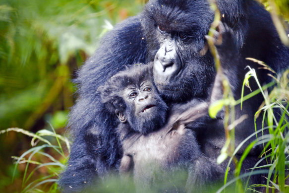 A gorilla family at Mgahinga National Park in Uganda.