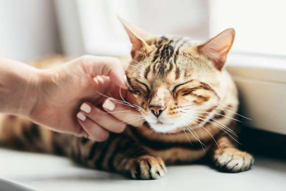 Signs of illness can be difficult to spot in our feline friends.