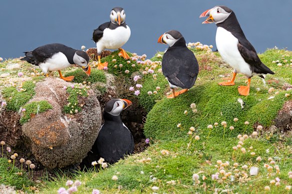 The northernmost tip of Unst is an internationally important habitat for Atlantic puffin.