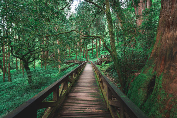 Get your nature fix at Alishan National Park. 