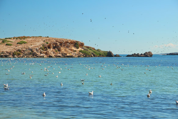 Shoalwater marine park, in which Penguin Island sits, is the focus of multiple ecotourism businesses. 