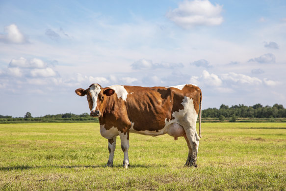 “I sometimes look at a cow and think, that’s the most beautiful thing ever.” - Orlando Bloom