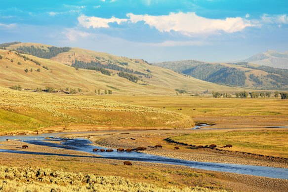 Bison crossing a river in the Lamar Valley.