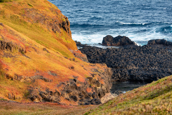 Penguin Island’s little penguin population has plummeted ever more steeply in recent years. 