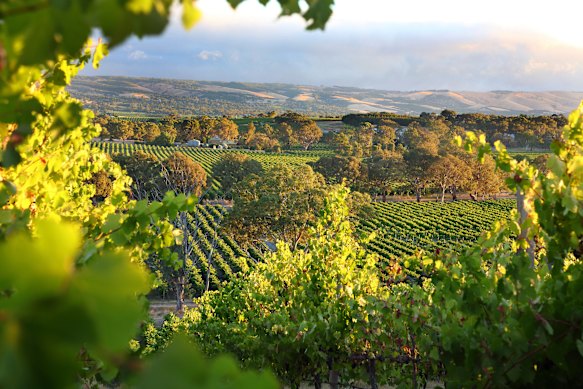 McLaren Vale in South Australia.