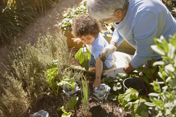 A grandmother and grandchild plant an avocado tree - a recommended tree.
