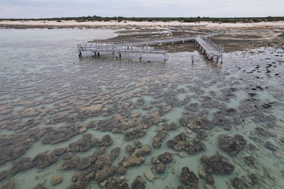 Interactions between bacteria and microbes within the stromatolites of Shark Bay, WA may have given rise to mitochondria.