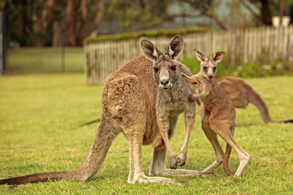 What hope have they in NSW?