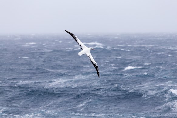Seabirds wandering albatross could continue to bring the deadly H5N1 bird flu from the Antarctic outbreak to Australia.