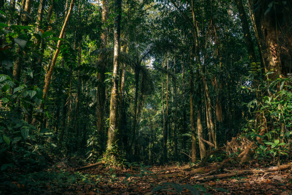 The thick jungle of Tambopata in Peru.