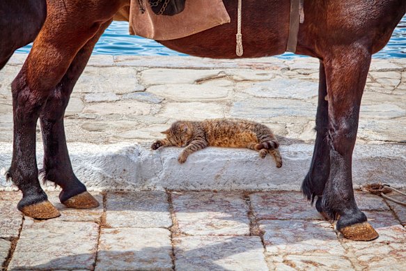 Um gato Hydra dorme à sombra de um burro no porto.