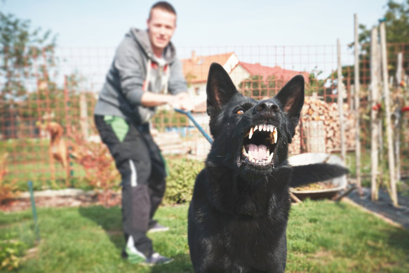 Frightened dogs can be mistaken for aggressive or wilfully disobedient dogs.