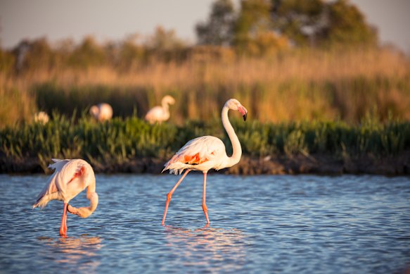 February-March is peak flamingo season.