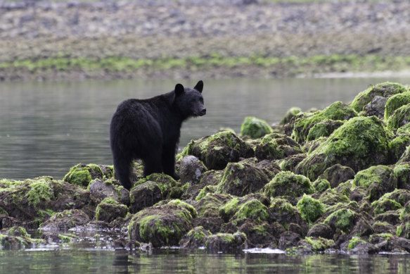 A black bear on the rocks at low tide,  Tofino, British Columbia, Canada