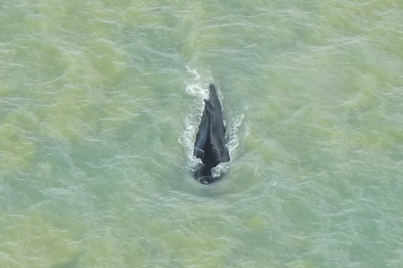 Earlier this month, three humpback whales entered crocodile-infested water at the Kakadu National Park.