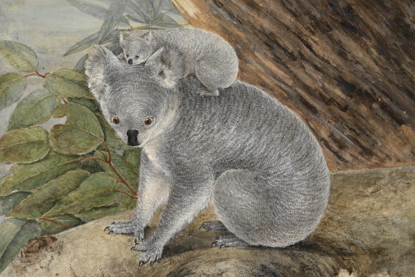 An 1803 watercolour of koalas. Westerners unfavourably compare Australian animals to the “norm” of European animals, says Jack Ashby, from Cambridge’s Museum of Zoology.  