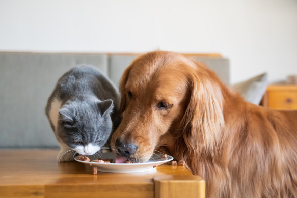 Vegan dog hotsell and cat food