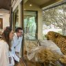 Come face to face with a cheetah from a luxury suite at Jamala.