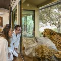 Come face to face with a cheetah from a luxury suite at Jamala.