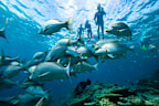 Lady Elliot Island is a popular tourist spot on Queensland's Great Barrier Reef.