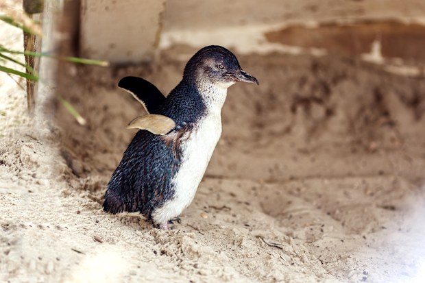 Little penguin, VIC, Australia