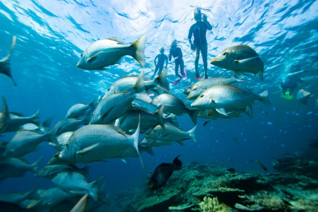 Swimming with Green Sea Turtles on the Great Barrier Reef at LAdy Elliot Island in Queensland Australia