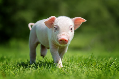 Pigs on the farm seemed so much more keenly aware of the world than other animals.