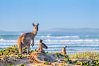 Australia has amazing biodiversity. 