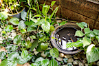 Emptying anything that fills with water during rain helps prevent mosquitoes from breeding.