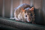 Rats and mice are more noticeable in winter as they seek out our homes for warm shelter.